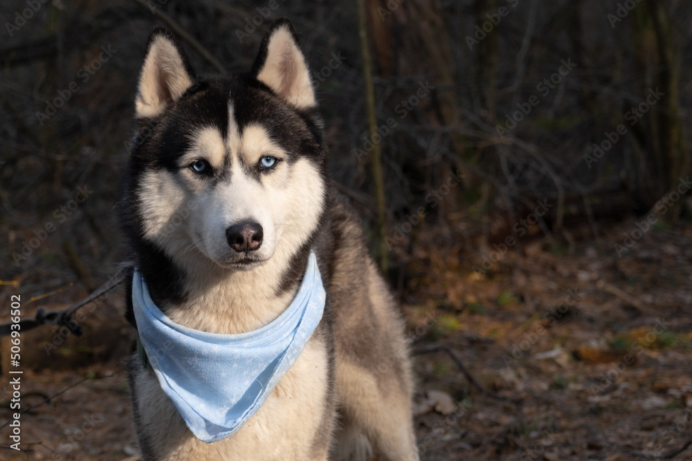 Husky portrait. A dog with blue eyes and a blue scarf. Husky in the forest. Dog muzzle close-up. There is space for text