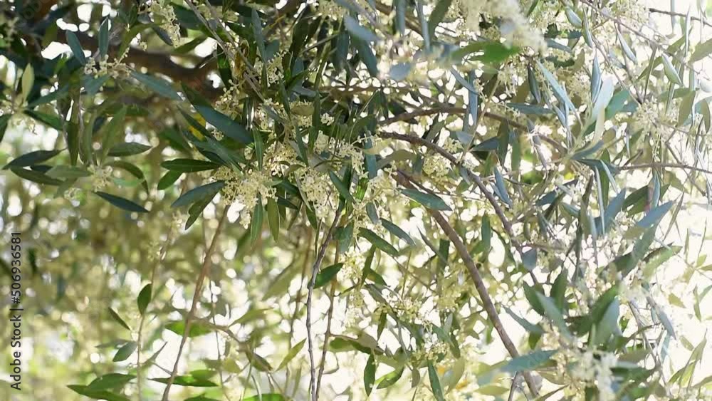 Close-up blooming olive tree branches swaying in slow motion with beautiful bokeh background. Sunlight shining through the foliage with the rays. Olive garden in beautiful sunset light at spring