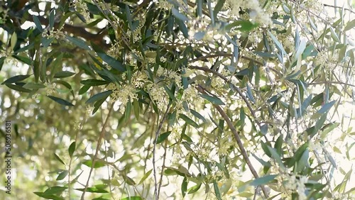 Wallpaper Mural Close-up blooming olive tree branches swaying in slow motion with beautiful bokeh background. Sunlight shining through the foliage with the rays. Olive garden in beautiful sunset light at spring Torontodigital.ca