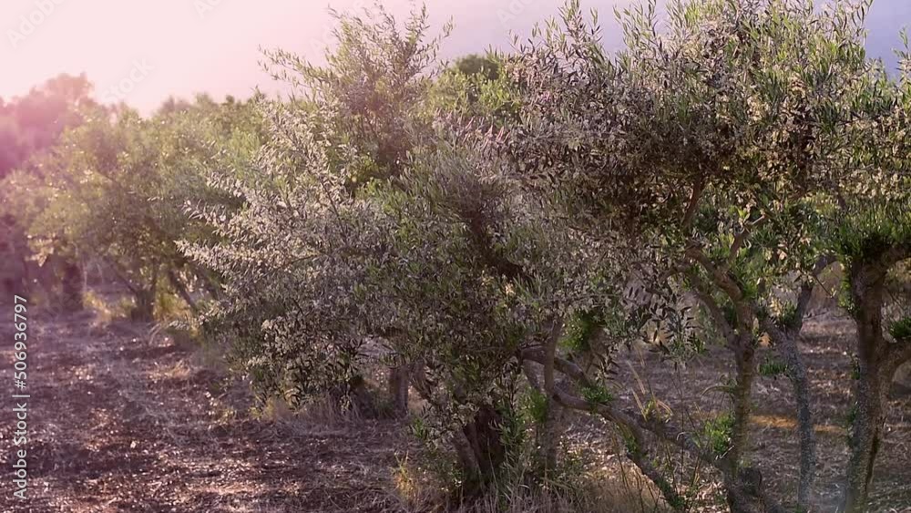 Olive garden with flying moths in beautiful sunset light. Blooming olive tree branches swaying in slow motion. Sunlight shining through the foliage with beautiful bokeh. Olive farm in Chios Greece Olive garden with flying moths in beautiful sunset light. Blooming olive tree branches swaying in slow motion. Sunlight shining through the foliage with beautiful bokeh. Olive farm in Chios Greece