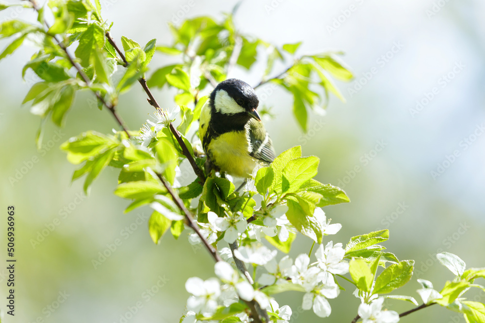 Obraz premium little bird sitting on branch of blossom tree. The Great Tit