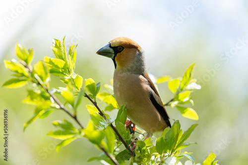 Photo Bird sitting on branch of tree. The hawfinch