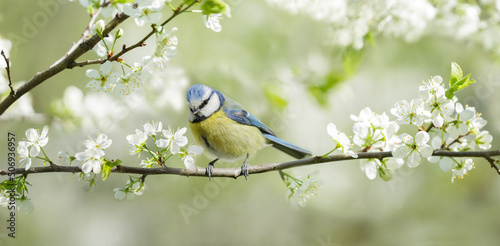 Little bird sitting on branch of blossom tree. The blue tit photo