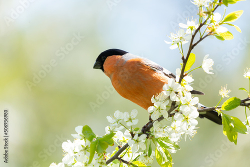 Fototapet Little bird sitting on branch of blossom tree