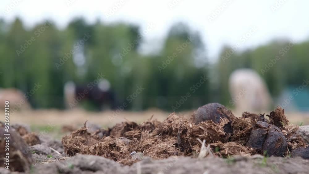 Horse manure in the foreground. Horses in the background. The concept of useful fertilizer
