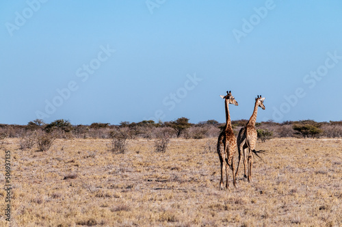 Two Angolan Giraffes walking along the plains of Etosha National Park, Namibia. photo