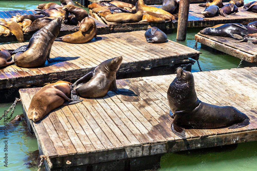 Fototapeta premium Sea lions at Pier 39 in San Francisco