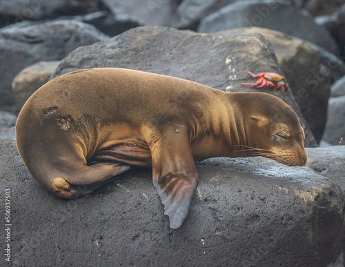 Sea lion and Sally lightfoot crab in the Galapagos photo