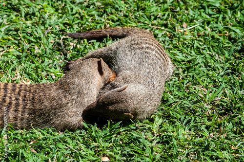 A group of Banded Mongoose -Mungos mungo- being caring an playful on a lawn in Northern Namibia. photo