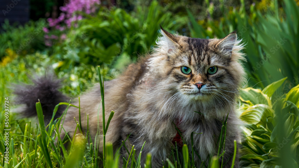 Fototapeta premium Kot spacerujący w ogrodzie