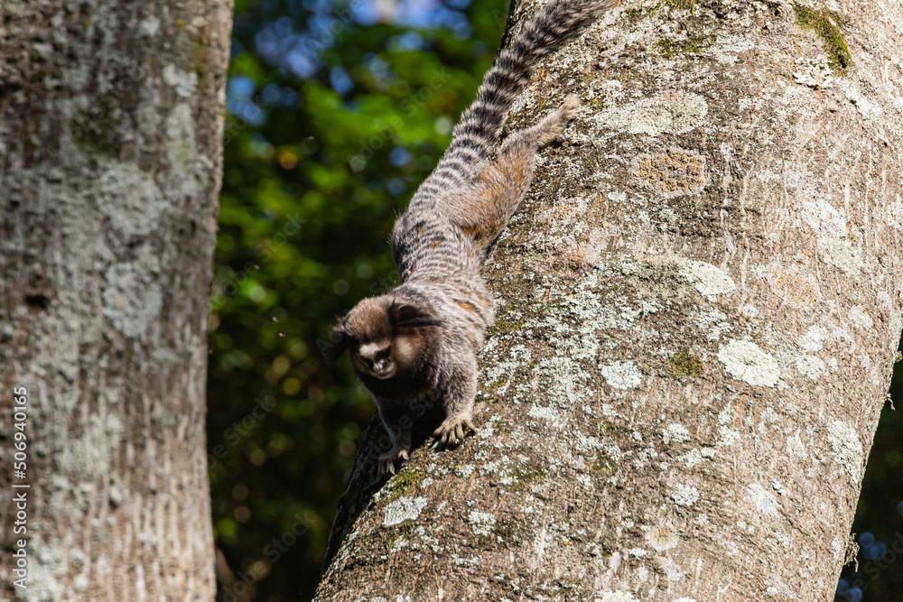 Fototapeta premium Wied’s marmoset (Callithrix kuhlii), also known as Wied’s black-tufted-ear marmoset are the smallest primate monkeys on earth