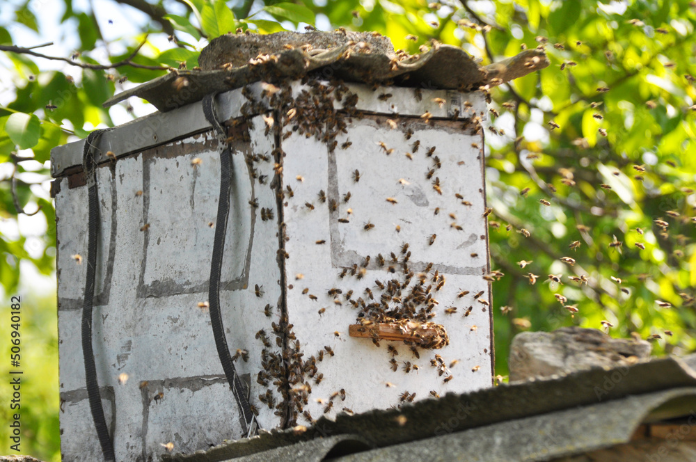 A swarm of bees flies into a specially set swarm trap. A swarm of bees flies into a specially set swarm trap.