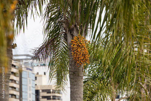 Syagrus romanzoffiana or the queen palm or cocos palm with yellow fruits and green leaves photo