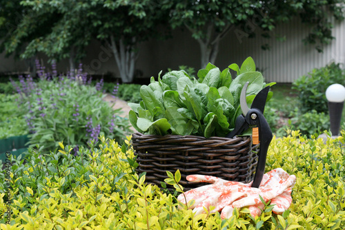 Green juicy fresh raw spinach in a wicker basket in the vegetable garden on a background of greenery. secateurs and gardening gloves lie next to the basket. Gardening concept. Vitamins and minerals.