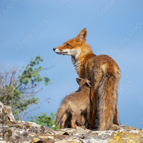 Fototapeta Naklejka Na Ścianę i Meble -  Red fox Vulpes vulpes in the wild
