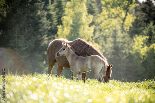 Quarter Horse Fohlen photo