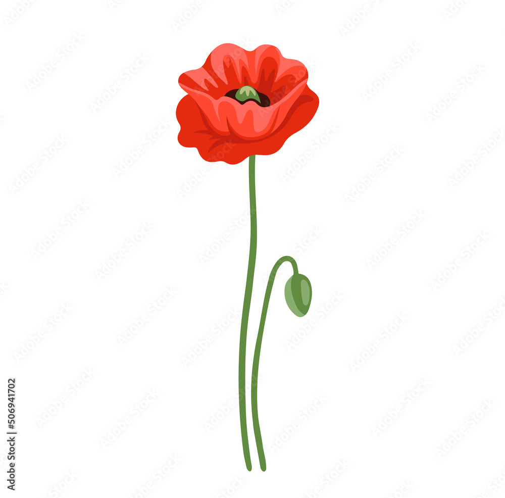 Obraz premium Red poppy flower. Botanical vector illustration, isolated on white background. Hand drawn flat decorative element
