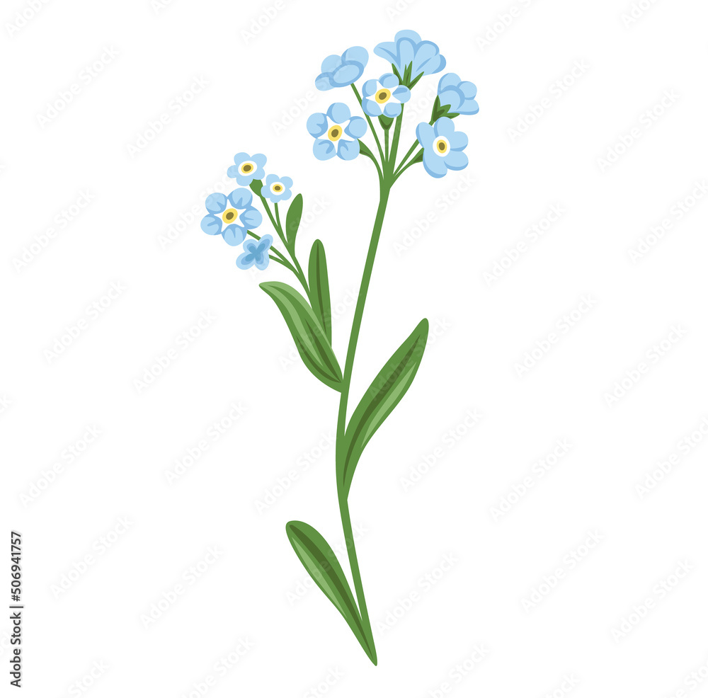 Forget-me-not wild flower, Myosotis Sylvatica plant. Botanical vector illustration, isolated on white background. Hand drawn flat decorative element.