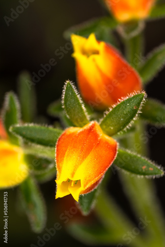 Flowers of Cubs Paw (Cotyledon ladismithiensis)