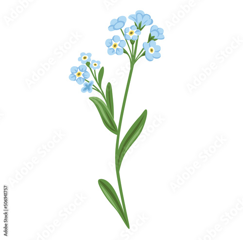 Forget-me-not wild flower  Myosotis Sylvatica plant. Botanical vector illustration  isolated on white background. Hand drawn flat decorative element.