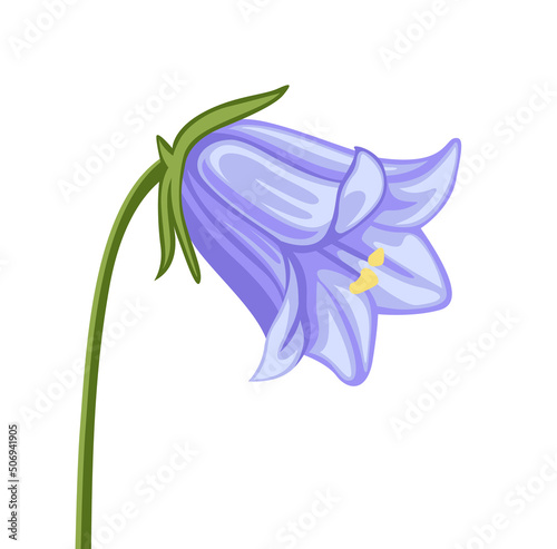 Campanula flower, peach-leaved bellflower plant. Botanical vector illustration, isolated on white background. Hand drawn flat decorative element.