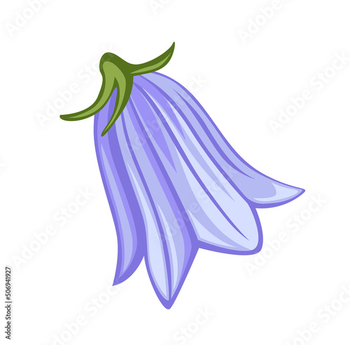 Campanula flower, peach-leaved bellflower plant. Botanical vector illustration, isolated on white background. Hand drawn flat decorative element.