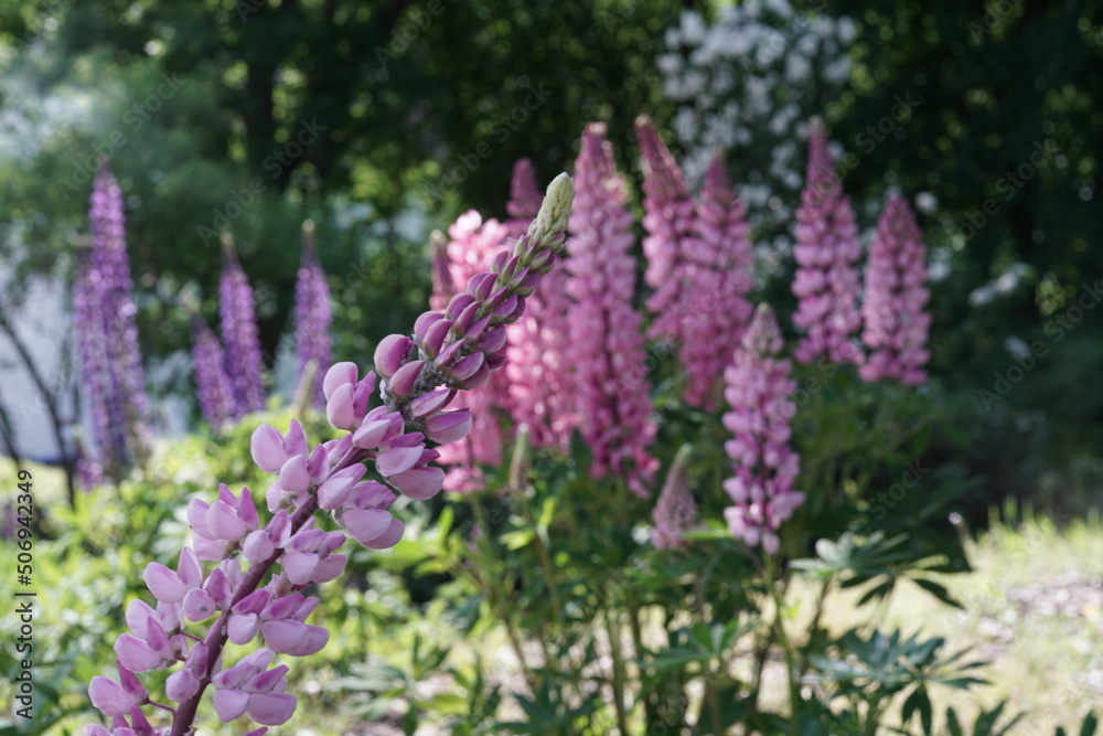 Blühende Lupinen, die in einer Gruppe stehen Blühende Lupinen, die in einer Gruppe stehen