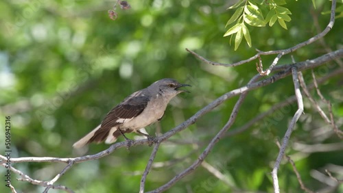 White with Black Bird Perched on a Branch Squawking