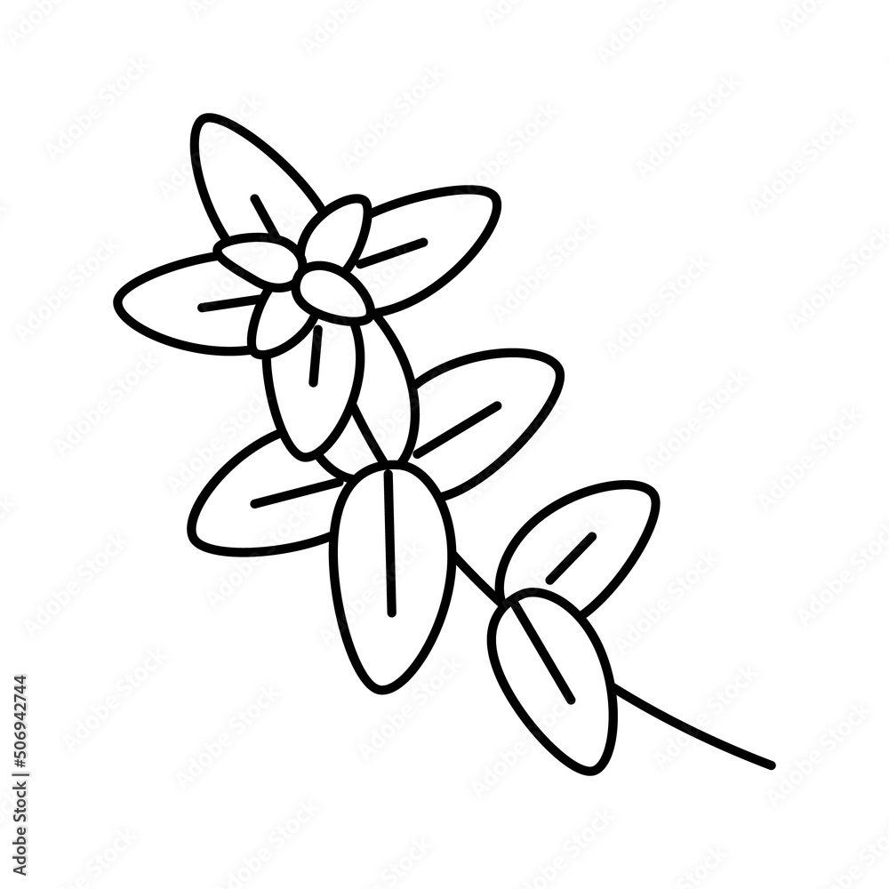 oregano plant branch line icon vector illustration