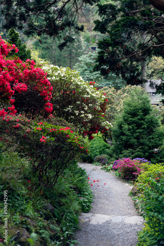 Beautiful Garden with blooming trees and bushes during spring time, Wales, UK, early spring flowering azalea shrubs