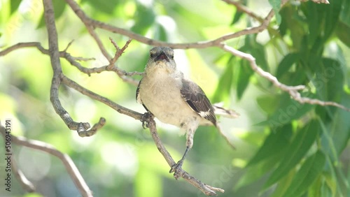 Angry Bird Squawking Perched on a Tree Branch