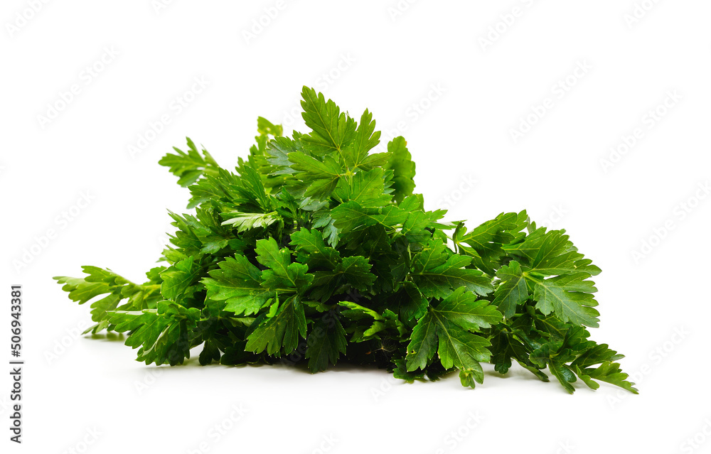 Bunch of green parsley. Bunch of green parsley.