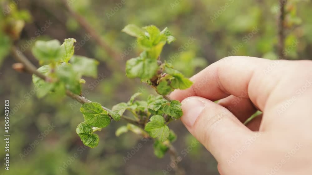Close up of male hand touching and examining sprig of currant with young leaves in country area. Fresh new green buds on branches during springtime. Close up of male hand touching and examining sprig of currant with young leaves in country area. Fresh new green buds on branches during springtime.
