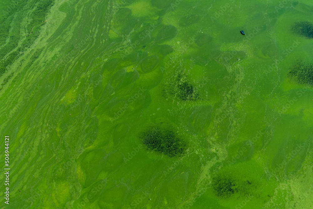 Blue-green abstract background close-up. Water pollution by blooming ...