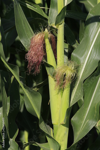 corn on the stalk with corn silks for pollenating the corn on the stalks in a farm field south of Lyons Kansas USA out in the country. photo