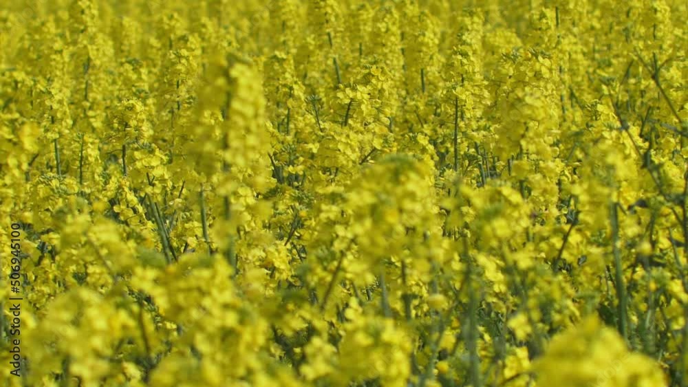 Farmer grows oilseed rape. Rape blooms with beautiful flowers. Rape is blooming and preparing in the meadow. From the seeds of Ukrainians grew good rape Farmer grows oilseed rape. Rape blooms with beautiful flowers. Rape is blooming and preparing in the meadow. From the seeds of Ukrainians grew good rape