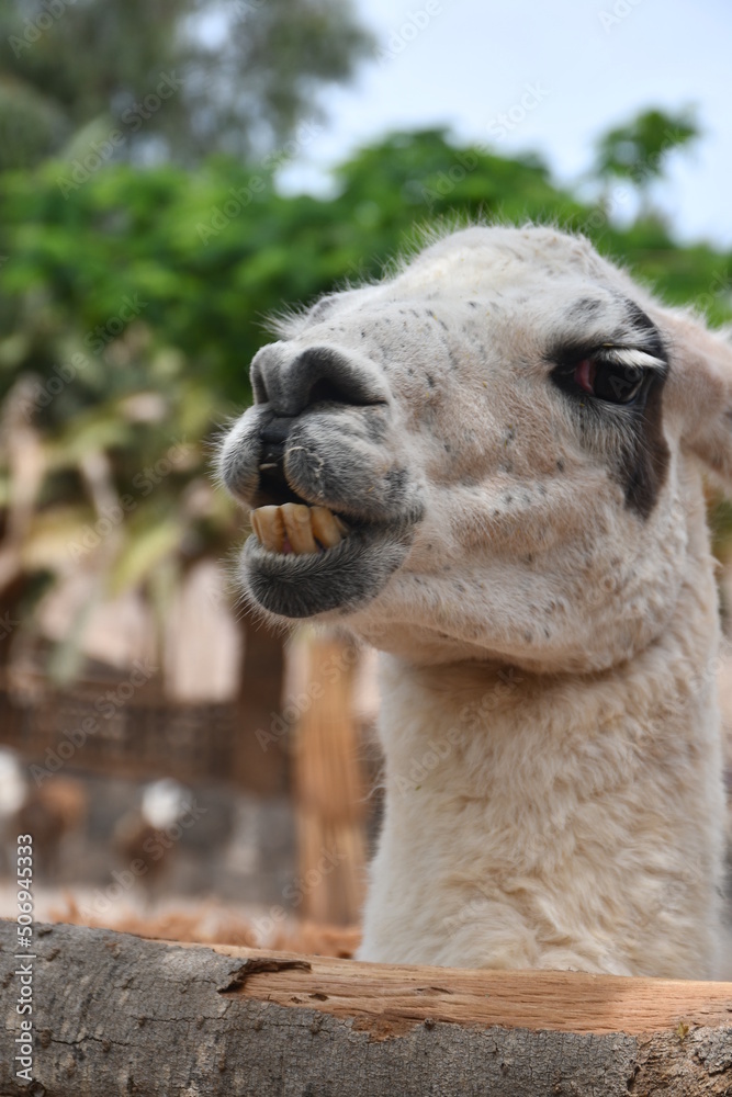 Fototapeta premium close up of a camel