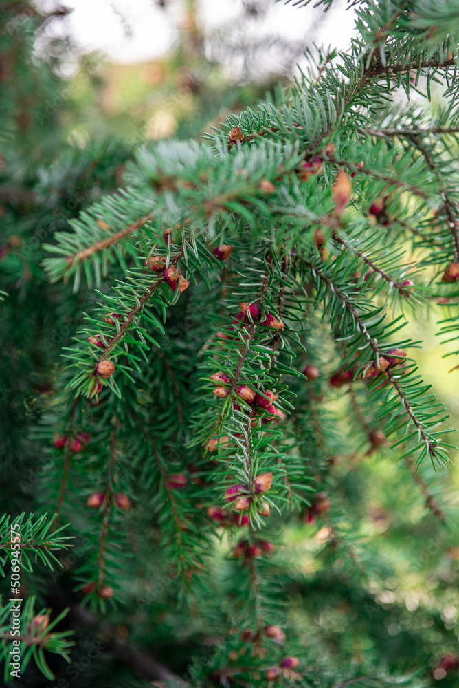 Horizontal close-up picture of a green spruce tree branch at autumn daytime. selective focus background. Horizontal close-up picture of a green spruce tree branch at autumn daytime. selective focus background.