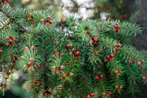 Horizontal close-up picture of a green spruce tree branch at autumn daytime. selective focus background.