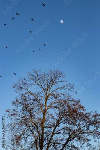 Crows flying over a tree with a moon in the background
