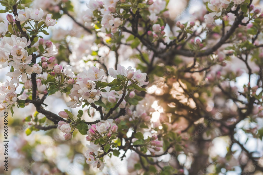 Obraz premium Apple blossoms in the beautiful sunset light. Spring, nature wallpaper. A blooming apple tree in the garden. Blooming white flowers on the branches of a tree. Macro photography.