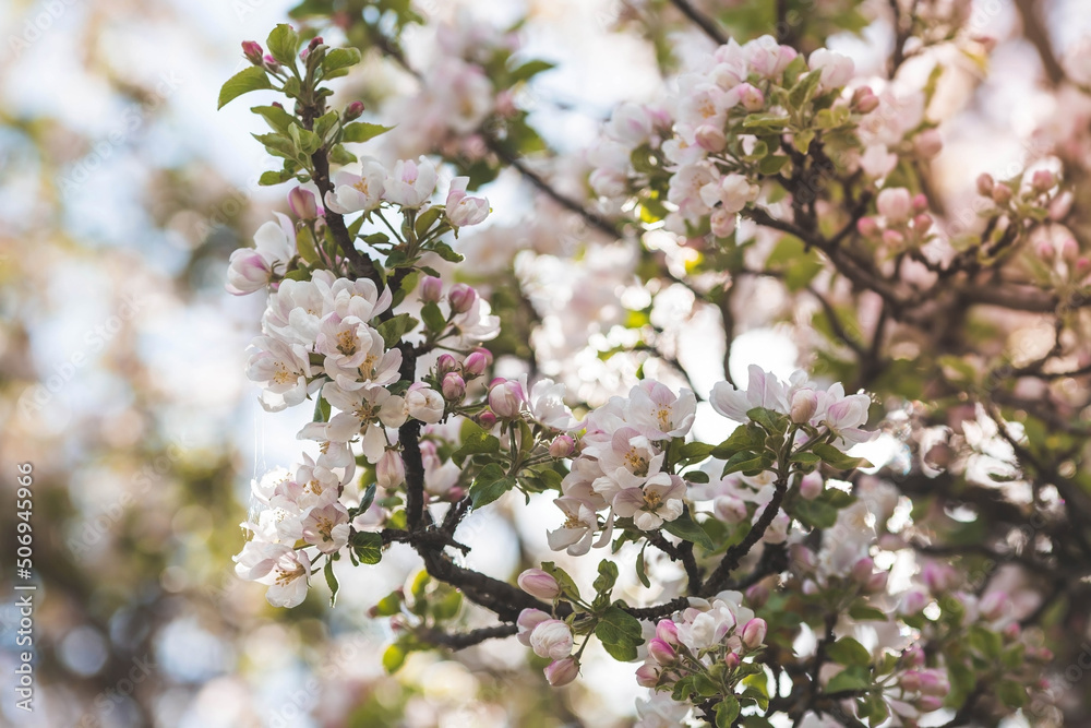 Apple blossoms in the beautiful sunset light. Spring, nature wallpaper. A blooming apple tree in the garden. Blooming white flowers on the branches of a tree. Macro photography. Apple blossoms in the beautiful sunset light. Spring, nature wallpaper. A blooming apple tree in the garden. Blooming white flowers on the branches of a tree. Macro photography.