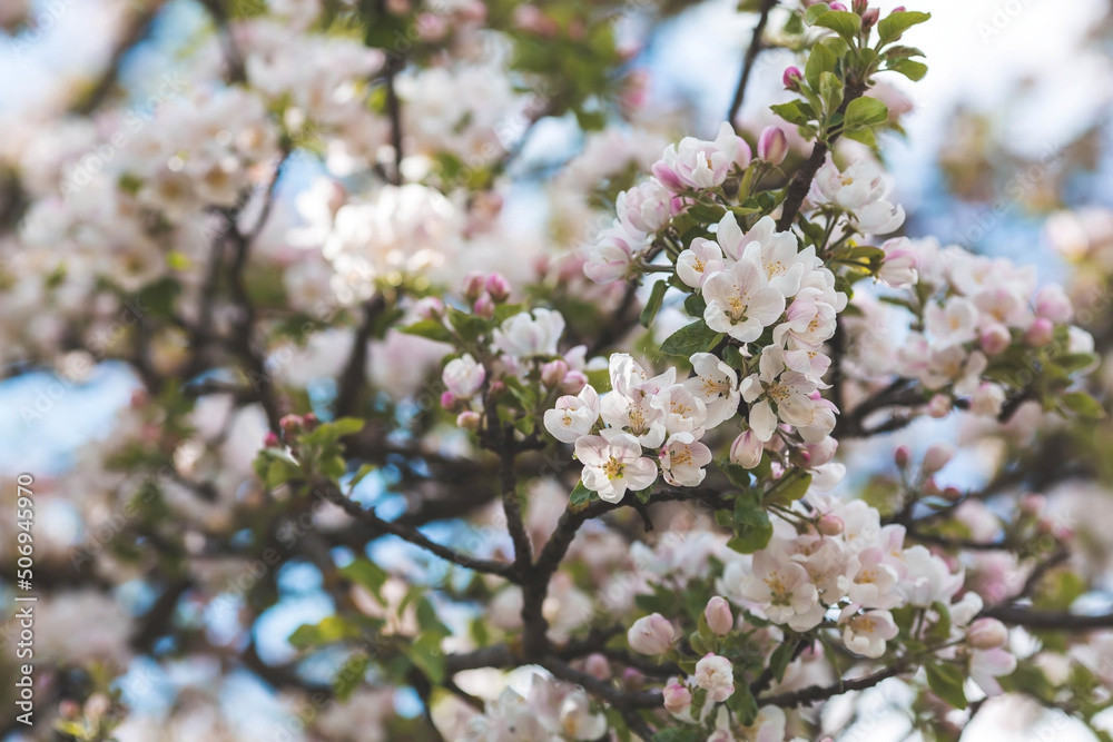 Apple blossoms in the beautiful sunset light. Spring, nature wallpaper. A blooming apple tree in the garden. Blooming white flowers on the branches of a tree. Macro photography. Apple blossoms in the beautiful sunset light. Spring, nature wallpaper. A blooming apple tree in the garden. Blooming white flowers on the branches of a tree. Macro photography.