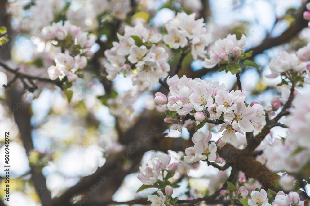 Apple blossoms in the beautiful sunset light. Spring, nature wallpaper. A blooming apple tree in the garden. Blooming white flowers on the branches of a tree. Macro photography. Apple blossoms in the beautiful sunset light. Spring, nature wallpaper. A blooming apple tree in the garden. Blooming white flowers on the branches of a tree. Macro photography.