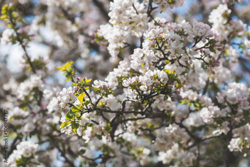 Apple blossoms in the beautiful sunset light. Spring, nature wallpaper. A blooming apple tree in the garden. Blooming white flowers on the branches of a tree. Macro photography.