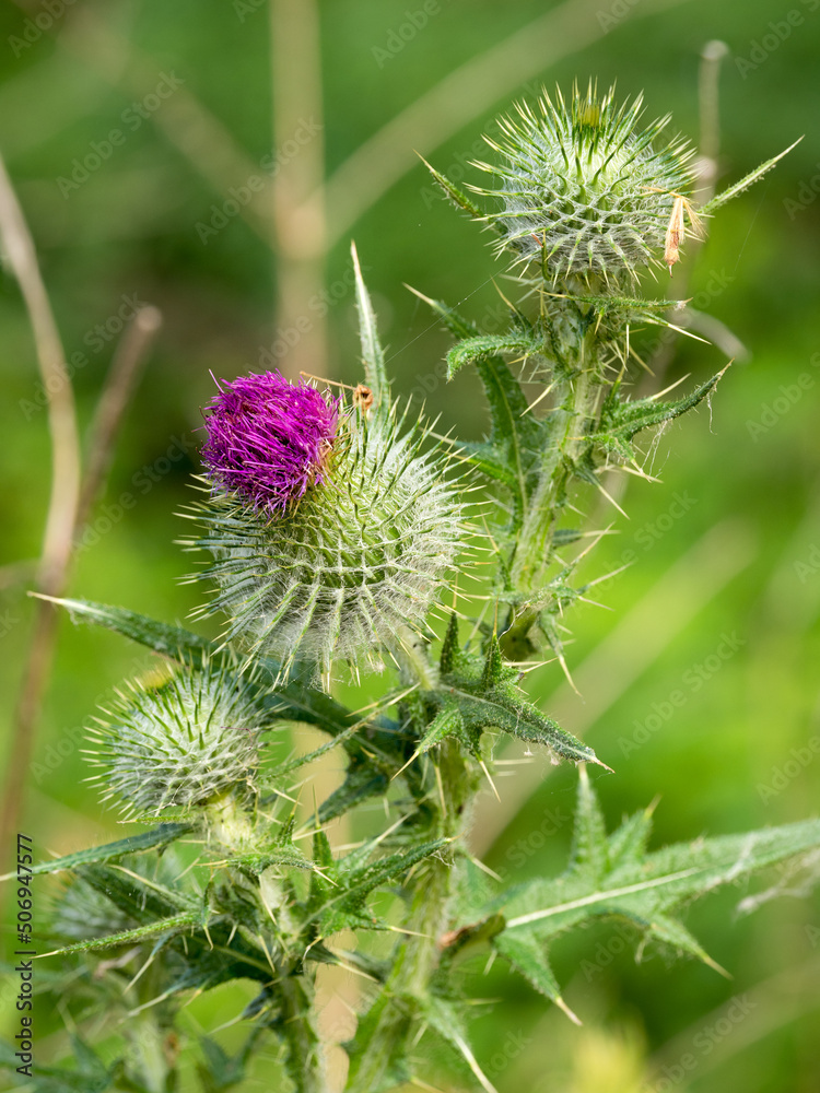 selective focus of a pink milk thistle flower (Silybum marianum) with blurred background selective focus of a pink milk thistle flower (Silybum marianum) with blurred background