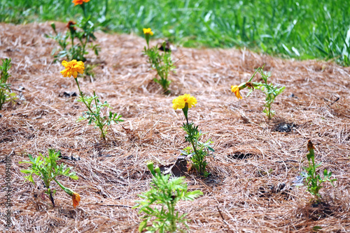 Flowers in Pine Needle Mulch