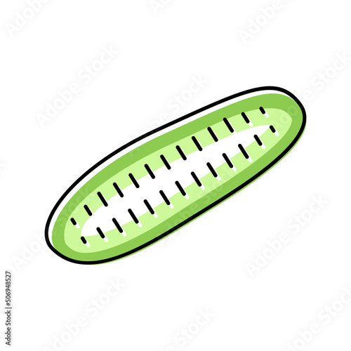 cut cucumber color icon vector illustration