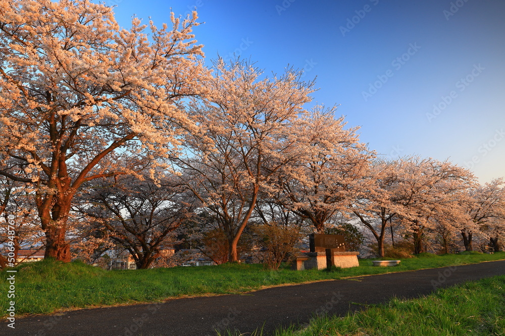岩手県花巻市　満開のイギリス海岸の桜並木