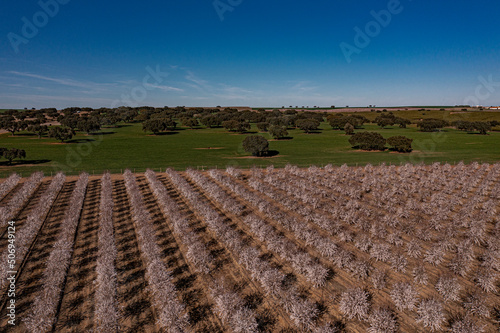 Almond and Montado in Alentejo Portugal  fields  spring  almond trees Drone image  aerial image